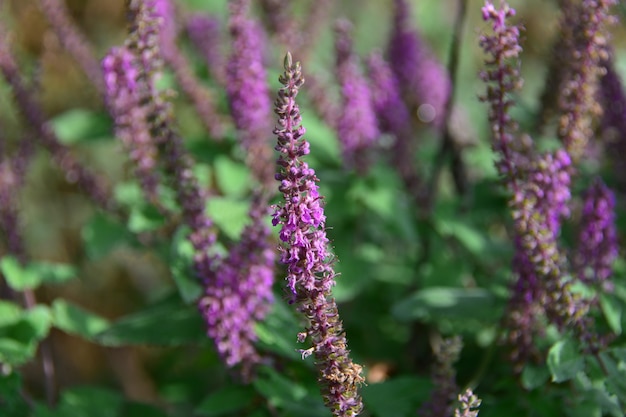 Kwiat Buddleja Dawida