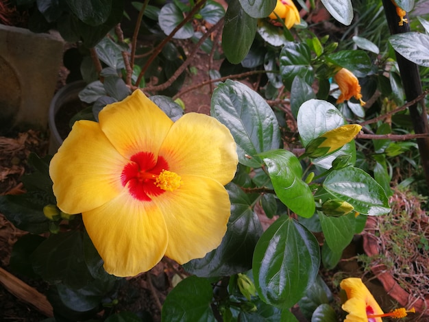 Zdjęcie kwiat buta, hibiskus, chińska róża lub papierowa róża