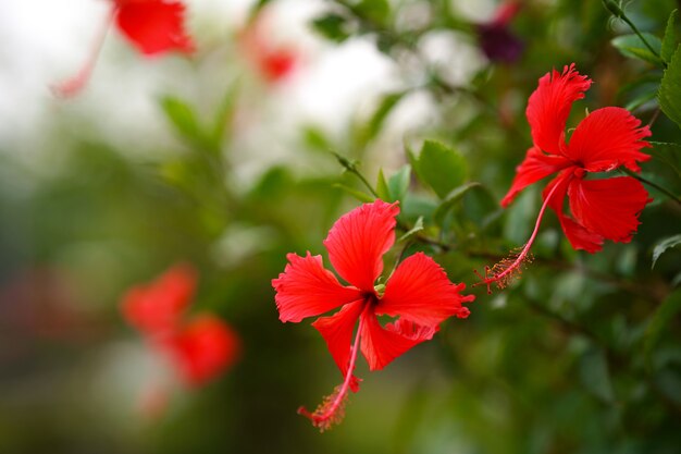 Kwiat buta lub hibiskus, jasnoczerwony z zielonym tłem liści, popularny do przyniesienia do ucha lub włosów.