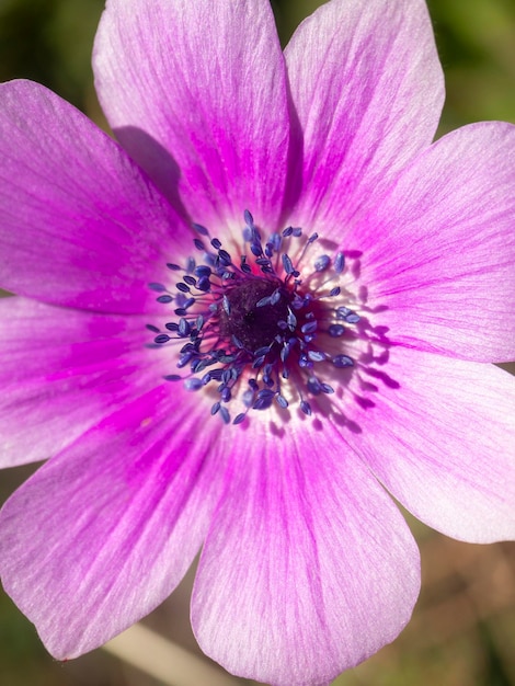 Kwiat bzu Anemone coronaria w słoneczny dzień w Grecji