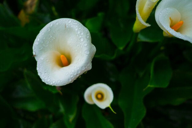 Kwiat Callalily w Parku Narodowym Yangmingshan w Zhuzihu na Tajwanie.