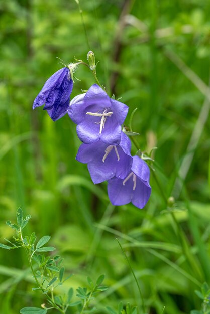 kwiat Campanula persicifolia - dzwonek brzoskwiniowy