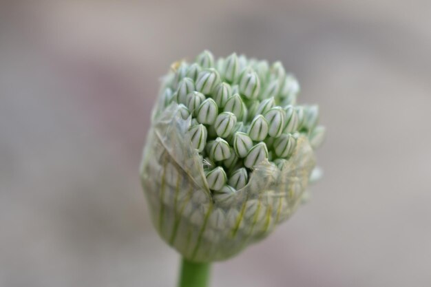 Zdjęcie kwiat cebuli z bliska