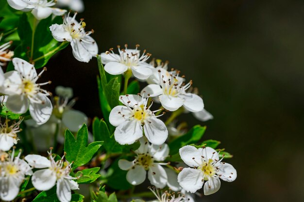 Kwiat celindo lub Philadelphus coronarius to powszechnie uprawiana popularna roślina ozdobna