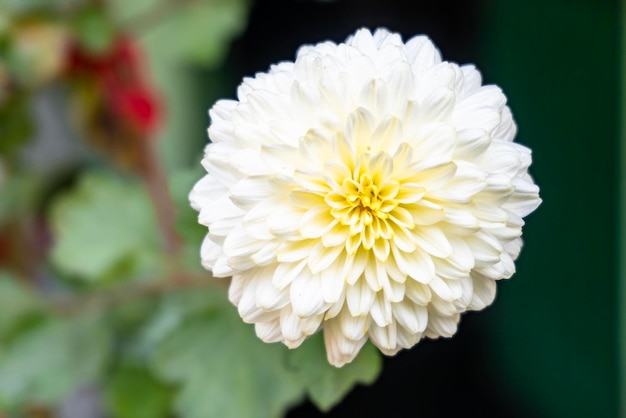 Kwiat chryzantemy w kolorze białym Piękny kwiat chryzantemy kwitnący Sezon kwitnienia chryzantemy