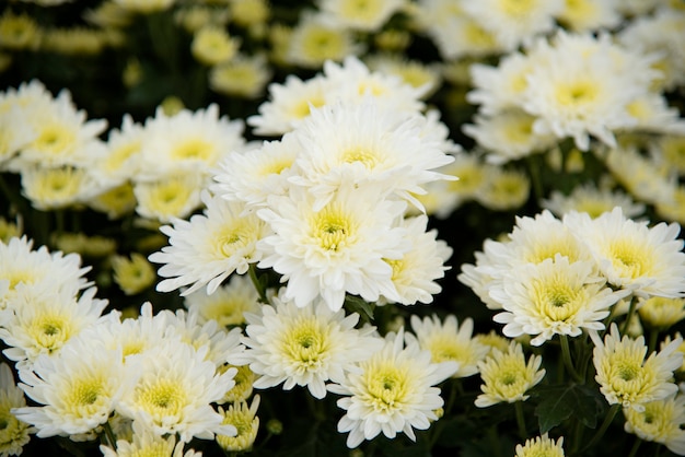 Zdjęcie kwiat chryzantemy
