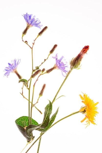 Kwiat cykorii Cichorium intybus i Crepis z bliska na białym tle na białym tle