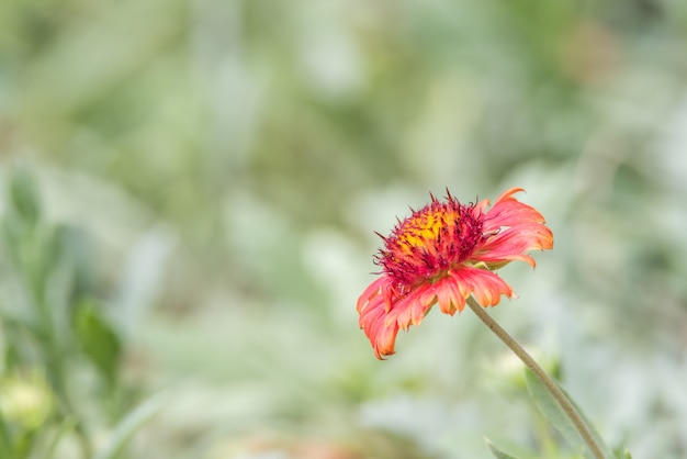 Kwiat (Cynia, Cynia violacea Cav.) Żółty, różowy, pomarańczowy i czerwony kolor