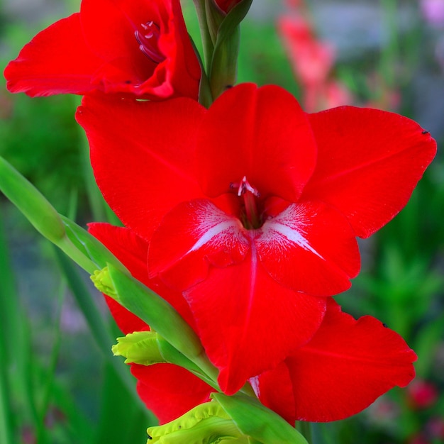 Kwiat czerwonego mieczyk na rabatach w ogrodzie