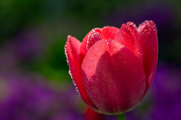 Kwiat czerwonego tulipana na fioletowym tle z kroplami wody w słoneczny dzień fotografia makro