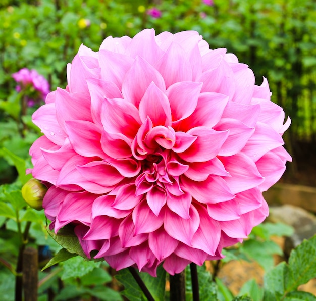 Kwiat Dahlia