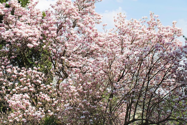 Kwiat Drzewa Magnolii Wiosną Delikatne Różowe Kwiaty Kąpiel W Słońcu Ciepła Majowa Pogoda Kwitnące Drzewo Magnolii Na Wiosnę Internet Wiosna Baner Wiosna Kwiatowy Tło