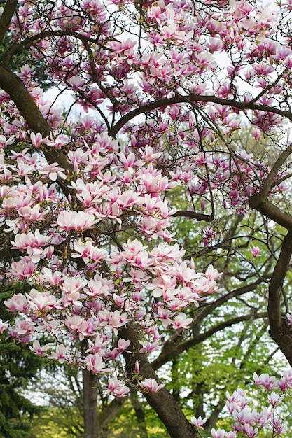 Kwiat drzewa magnolii wiosną delikatne różowe kwiaty kąpiel w słońcu ciepła majowa pogoda Kwitnące drzewo magnolii na wiosnę internet wiosna baner Wiosna kwiatowy tło