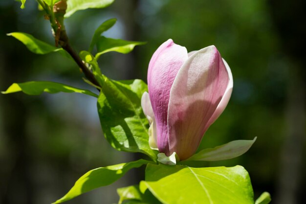 Kwiat drzewa magnolii wiosną przetargu różowe kwiaty kąpieli w słońcu Wiosna kwiatu tła