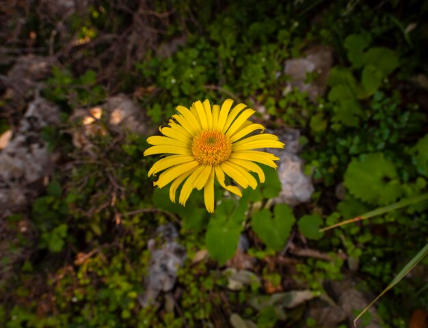 Kwiat Dzikiego Lasu Doronicum W Grecji