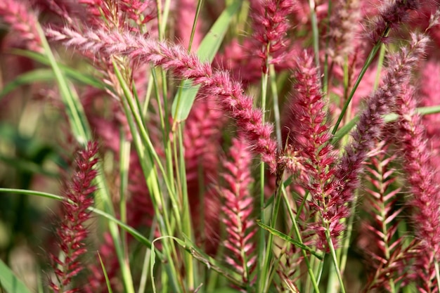 Zdjęcie kwiat dzikiej trawy badami bagalkot