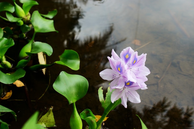 Zdjęcie kwiat eichhornia crassipes