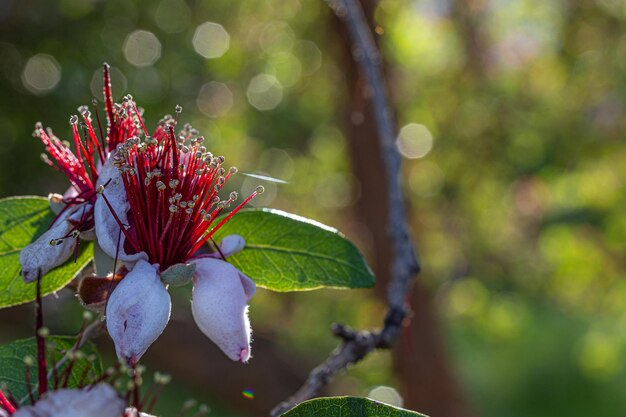 Zdjęcie kwiat feijoa sellowiana to gatunek rośliny kwitnącej z rodziny myrtów myrtaceae