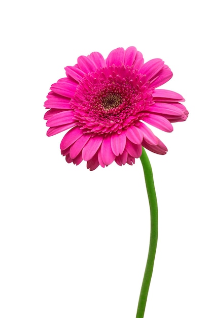 Kwiat fioletowy gerbera na białym tle