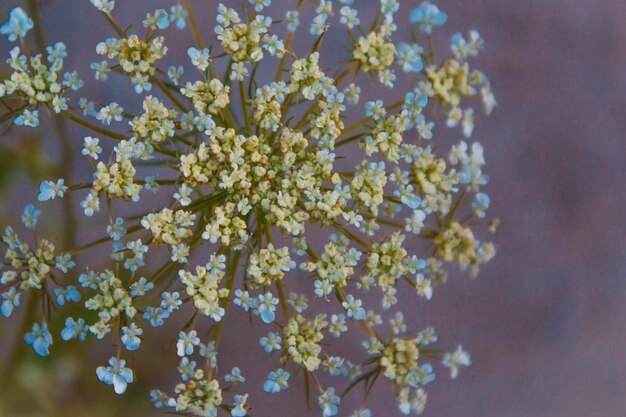 Zdjęcie kwiat-fiori-delicatezza-natura-roślina