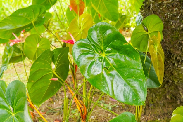 Kwiat flaminga Anthurium sp. Anthurium andraeanum (Flamingo Flower) Liście Kwiaty.