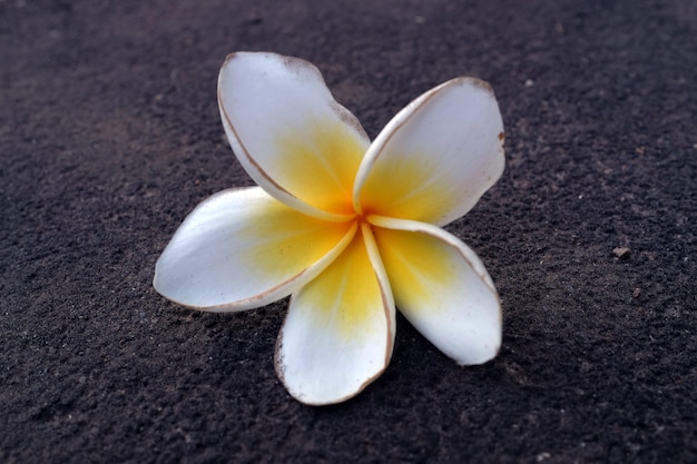 Zdjęcie kwiat frangipani jest bardzo piękny i pachnący na kamieniu