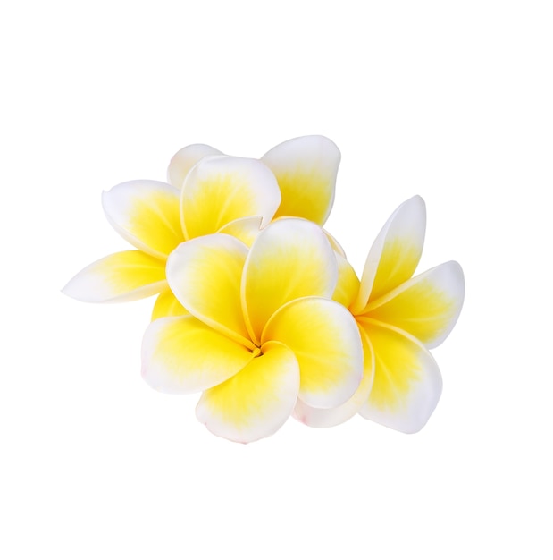Zdjęcie kwiat frangipani na białym tle