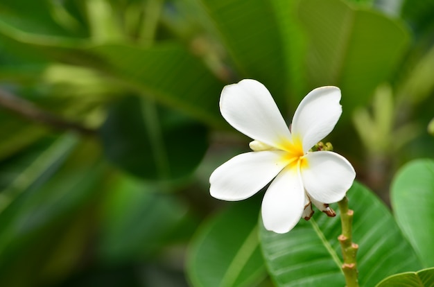 kwiat frangipani piękno Plumeria kwiat