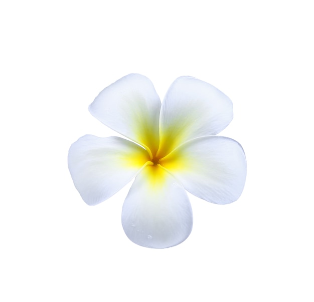 Kwiat frangipani (plumeria) z kropli wody na białym tle