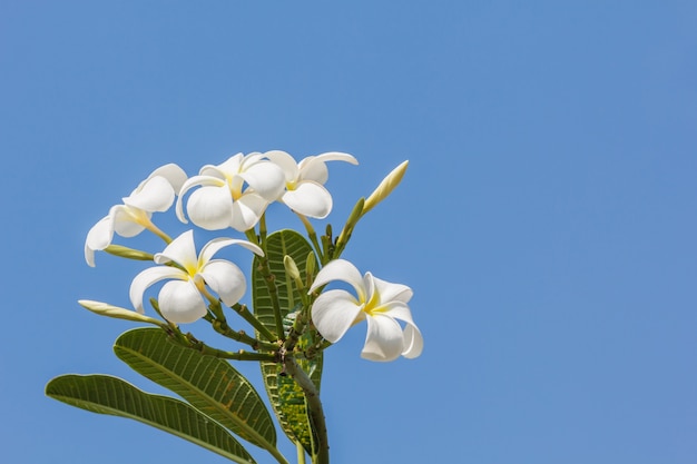 Kwiat Frangipani (Plumeria).