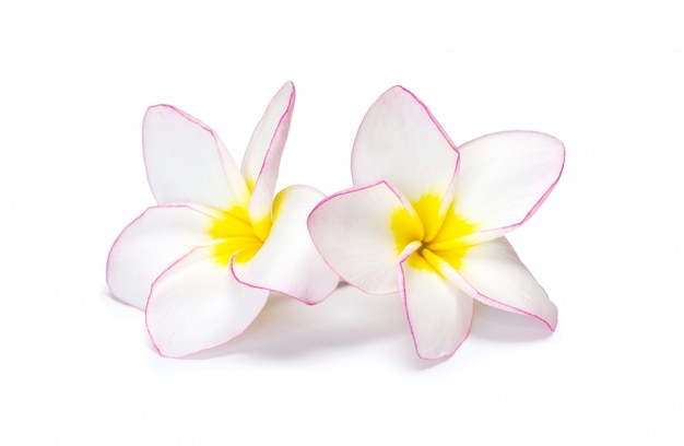 Kwiat frangipani