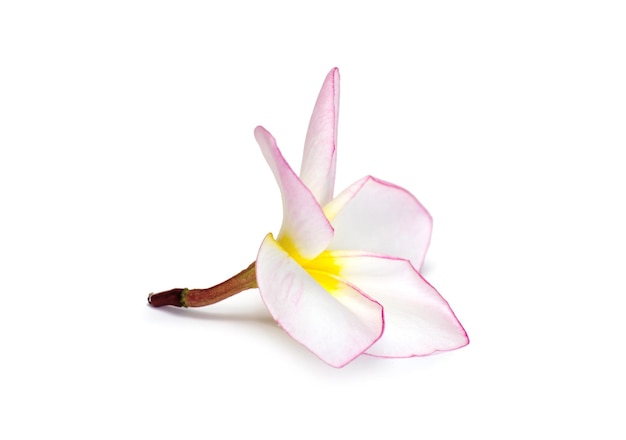 kwiat Frangipani