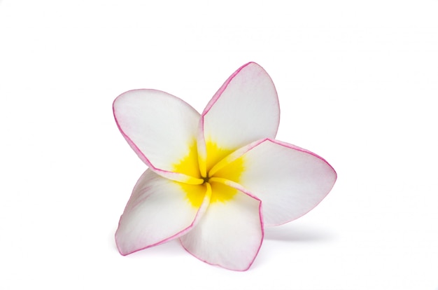 Kwiat frangipani
