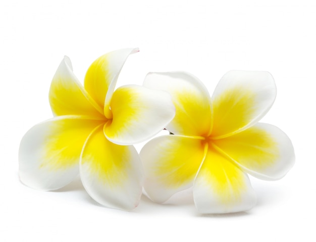 Kwiat frangipani