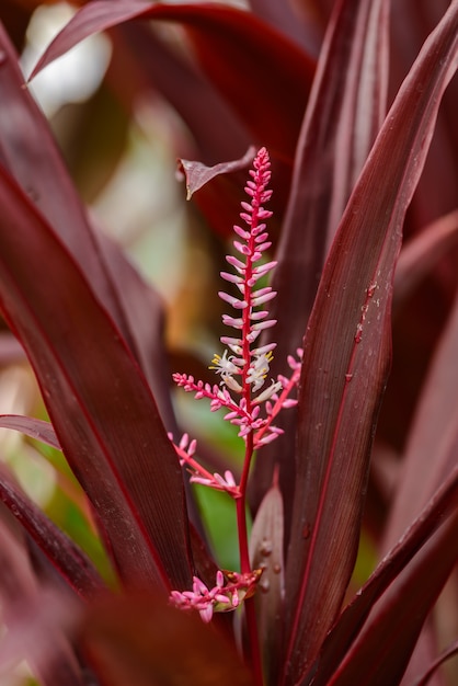 Kwiat Fruticosa różowy lub fioletowy Cordyline