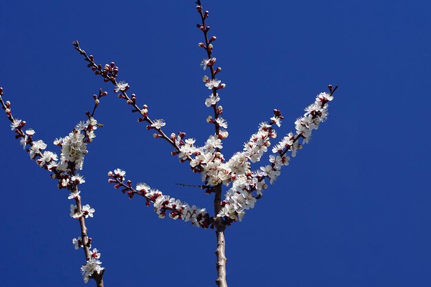 Zdjęcie kwiat gałęzi drzewa morelowego