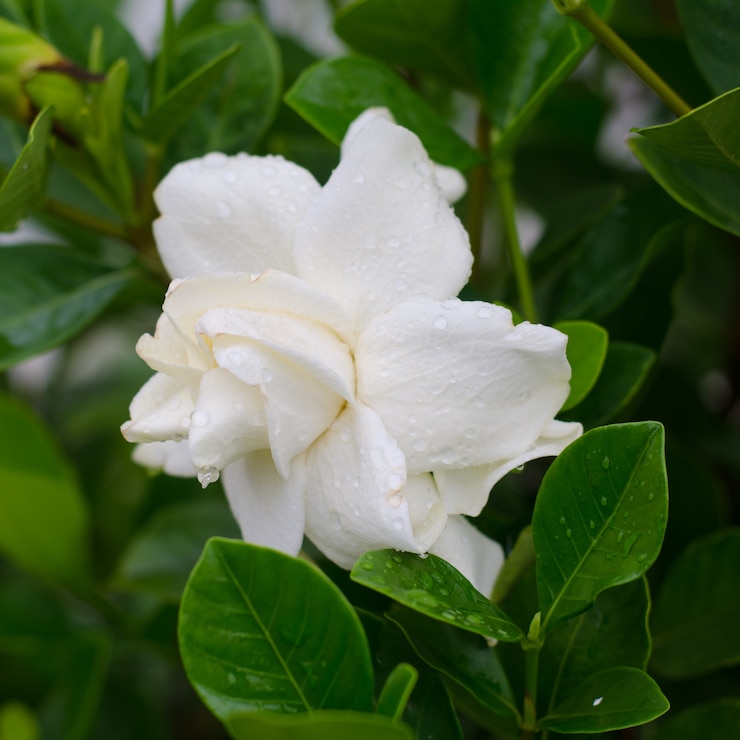 Zdjęcie kwiat gardenia angusta