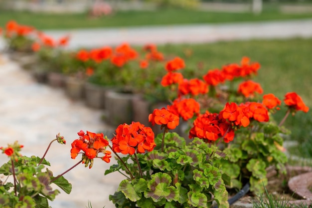 KWIAT GERANIUM I GERANIUM Kwiat pelargonii Pelargonia