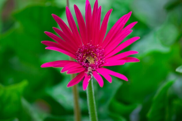 Kwiat Gerbera