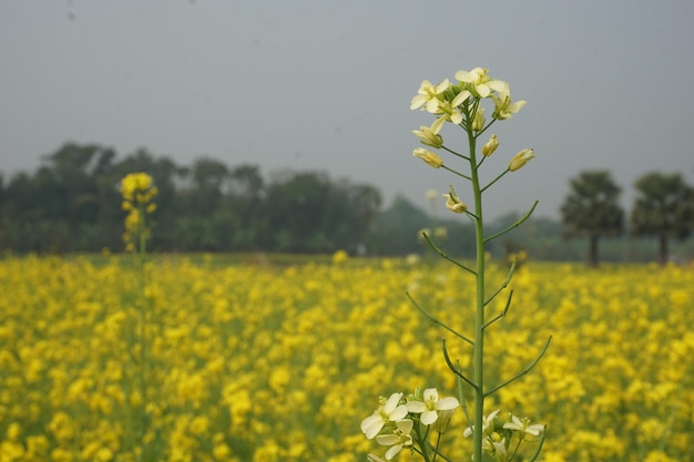 kwiat gorczycy w Bangladeszu