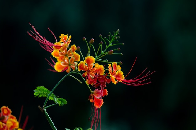 Kwiat Gulmohar