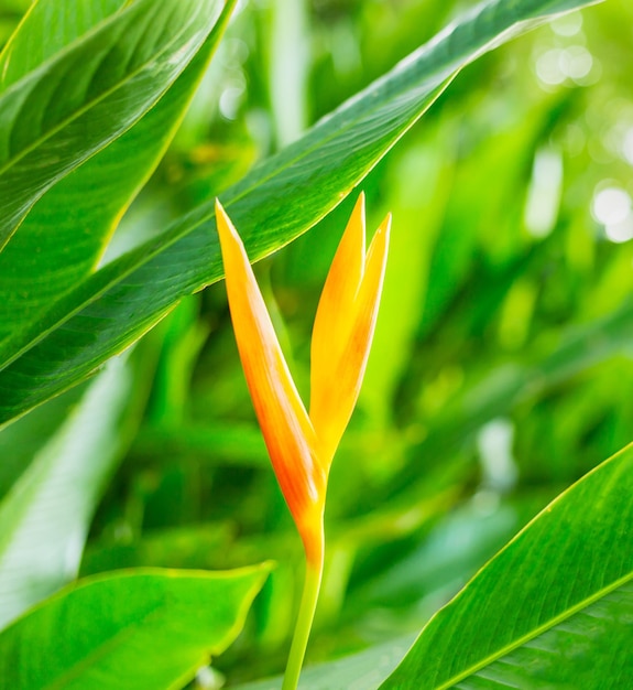 Kwiat Heliconia lub Heliconia Golden Torch Egzotyczne tropikalne kwiaty w leśnym ogrodzie