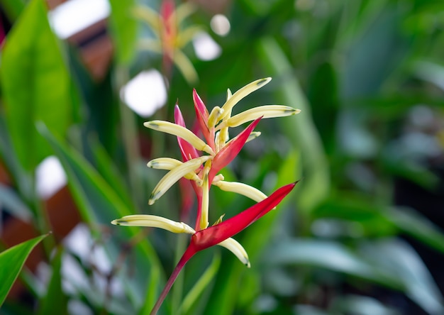 Zdjęcie kwiat heliconia