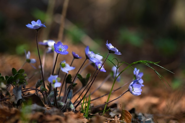 Kwiat Hepatica Nobilis W Lesie