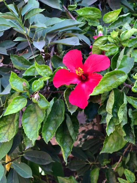 kwiat hibiskusa czerwony kwiat hibiskusa buta czerwony kwiat buta czerwony kwiat kwiat hibiskusa