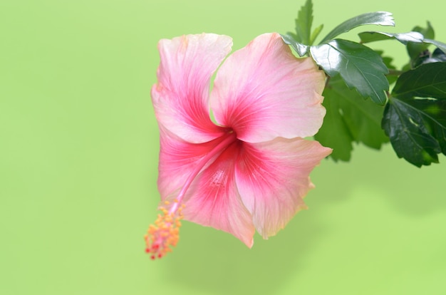 Kwiat hibiskusa kropelki wody