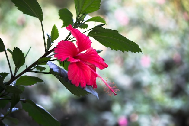 Kwiat hibiskusa lub Malvaceae lub rosasinensis znany kwiat buta w pełnym rozkwicie wiosną