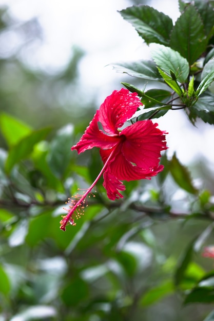 Zdjęcie kwiat hibiskusa lub malvaceae lub rosasinensis znany kwiat buta w pełnym rozkwicie wiosną