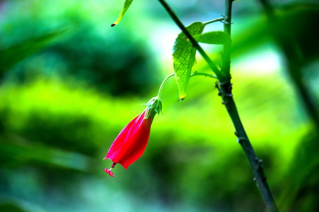 Kwiat hibiskusa lub Malvaceae lub rosasinensis znany kwiat buta w pełnym rozkwicie wiosną