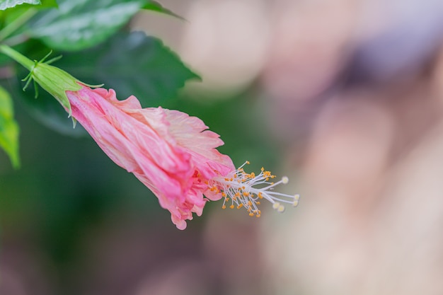 Zdjęcie kwiat hibiskusa w ogrodzie. selektywna ostrość